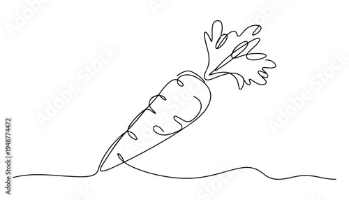 One continuous line illustration of an Carrots vegetable , isolated on white background.