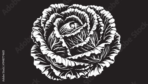 black color cabbage of silhouette vector illustration, solid white background