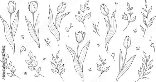 Hand drawn tulip flowers and botanical leaves line art vector collection with elegant floral elements isolated for spring nature decoration design