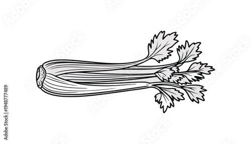 One continuous line illustration of an Celery vegetable , isolated on white background.