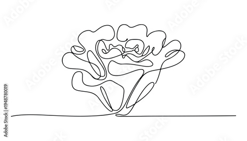 One continuous line illustration of an cabbage vegetable , isolated on white background.