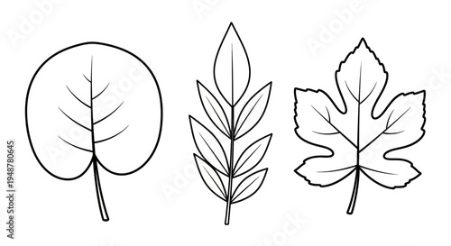 Three distinct leaf outlines: simple, compound, and lobed, on a white background.