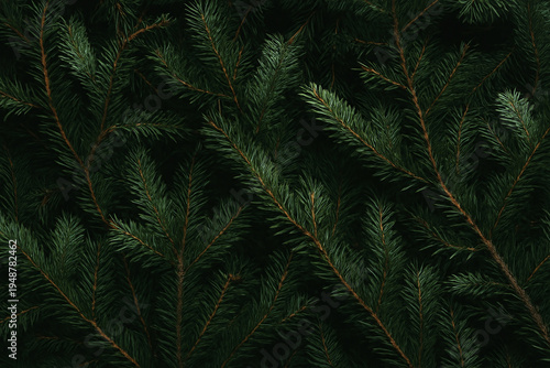 Dark green textured background of fir tree branches filling the frame