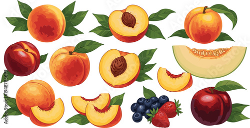 Fresh fruit collection featuring peaches nectarines melon slices blueberries and strawberries with green leaves vector illustration for healthy eating organic food packaging and summer dessert menus.