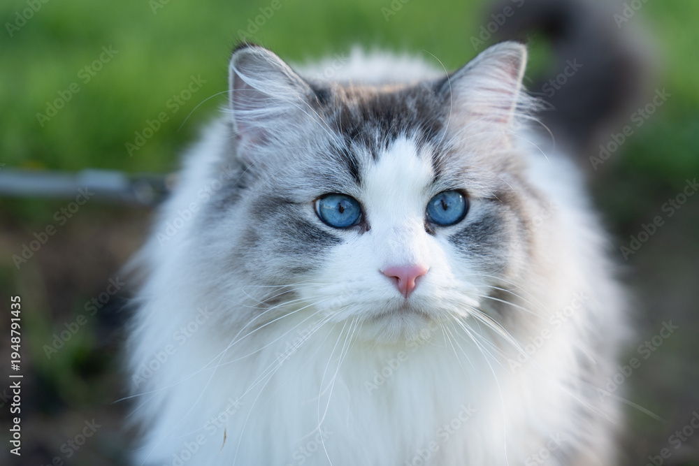 Fototapeta premium portrait of a cat