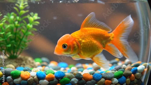 gold fish in aquarium
