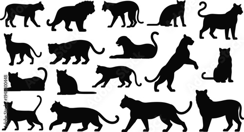 Wild big cat silhouettes set featuring lion, tiger, panther and leopard poses, jungle predator animals isolated on white background for wildlife design illustration