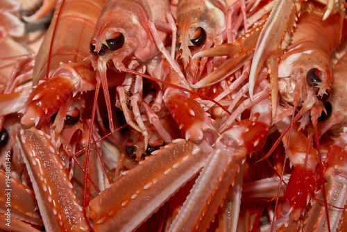 Detail of fresh langoustines with their claws and antennae, prepared for a high-quality seafood recipe