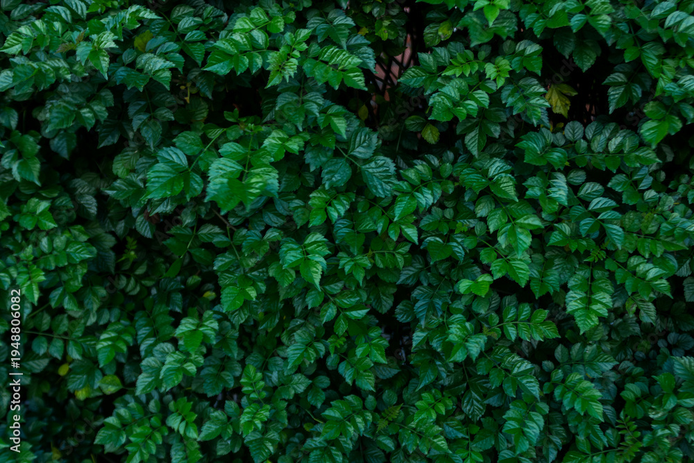 Obraz premium Lush Creeping Fig Dense Green Leaf Background