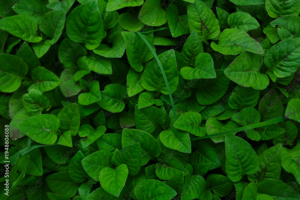 Fototapeta premium Lush Creeping Fig Dense Green Leaf Background