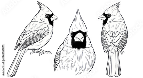 Northern Cardinal Bird Illustrations - Three Poses, Line Art Drawing