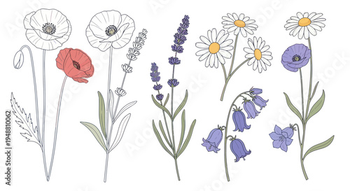 Whimsical Wildflower Illustrations: Poppies, Lavender, Daisies, Bluebells