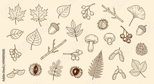 Autumnal botanical elements illustration with leaves acorns branches and mushrooms