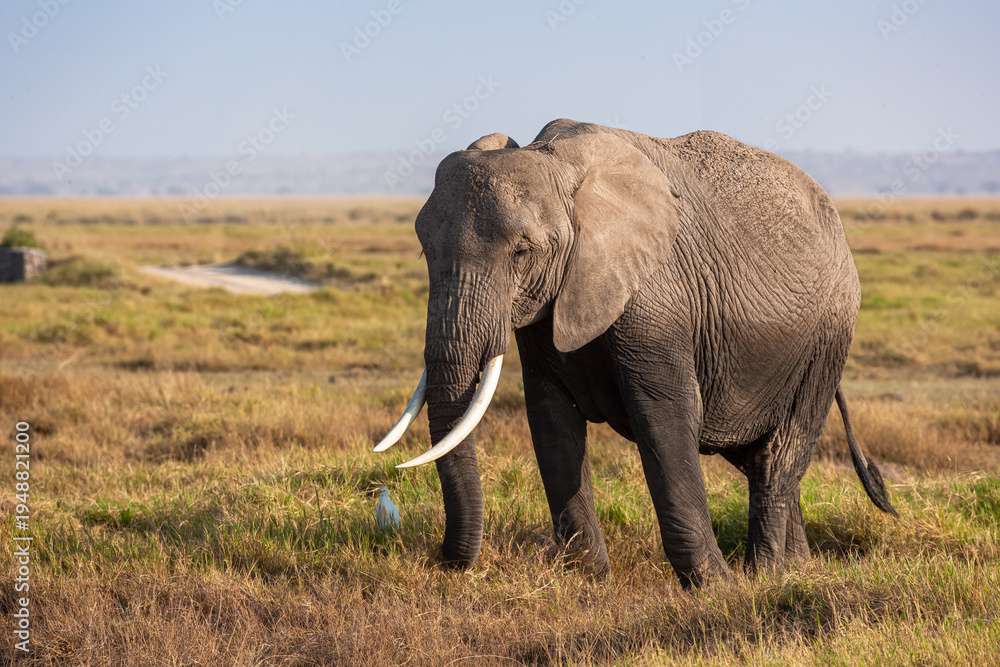 Fototapeta premium Portrait of an elephant from Amboseli. Kenya, Africa