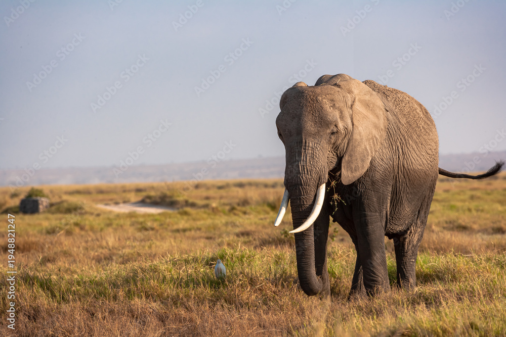 Fototapeta premium Portrait of an elephant from Amboseli. Kenya, Africa