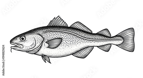 Cod Fish Illustration, Atlantic Gadus Morhua, Hand Drawn Line Art, Seafood Ingredient
