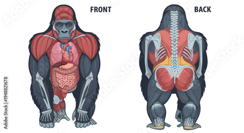 Gorilla Anatomy: Front and Back View of Muscular System and Organs