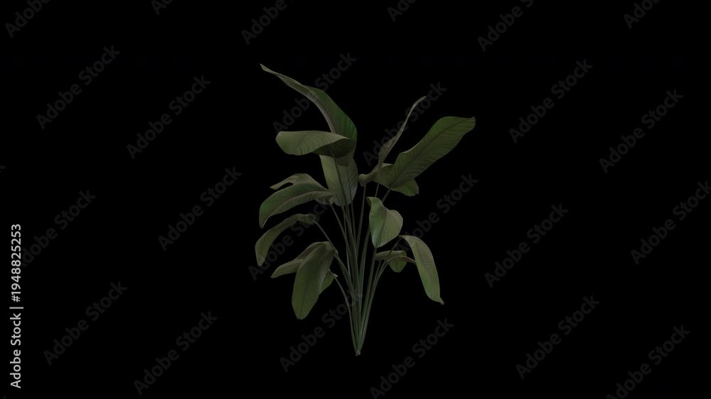 Banana Leaf Moving with The Wind - Free HD Video Clips & Stock Video  Footage at Videezy!