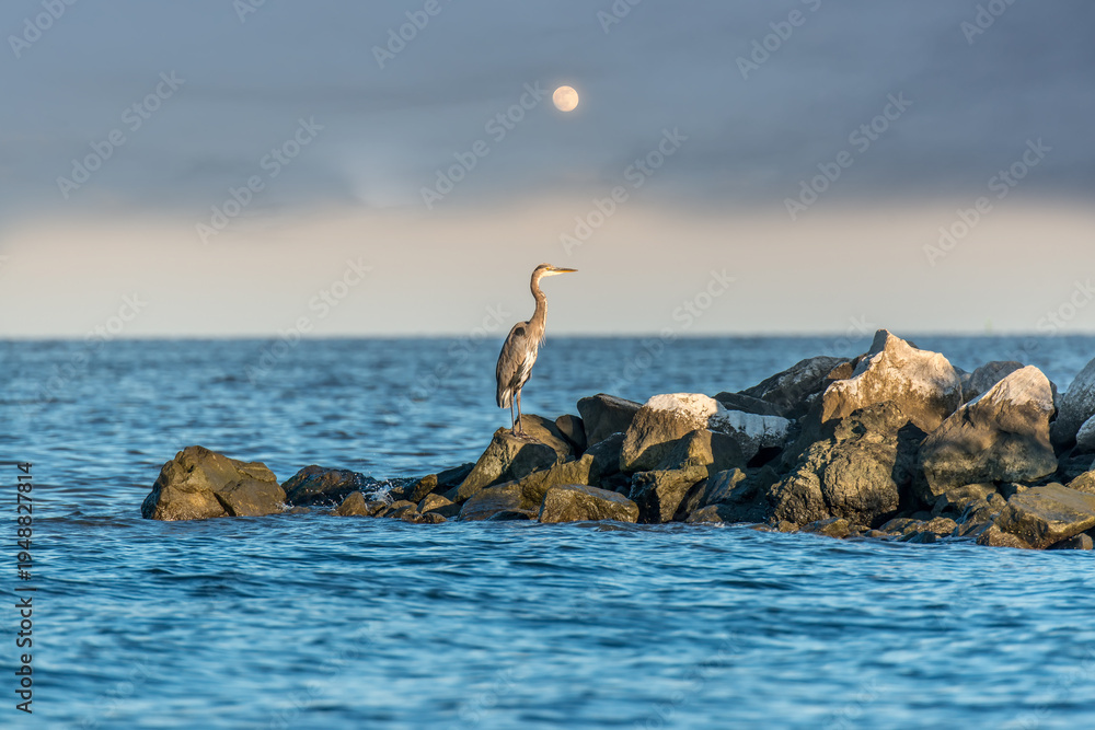 Fototapeta premium Great Blue Heron standing on a rock jetty in the Chesapeake Bay with the moon rising