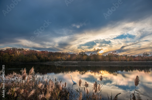 Beautiful nature landscape of a Great Egret fishing at sunset in a lake during Autumn