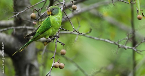 Plum -headed parakeet female feeding on fruits seen near Sattal , Uttarakhand, India 