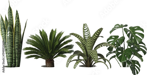 Collection of various potted houseplants and foliage plants