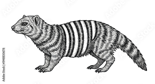 Striped Civet Cat Illustration - Hand Drawn Sketch of African Mammal