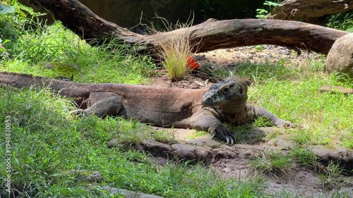 Komodo dragon close up on green grass