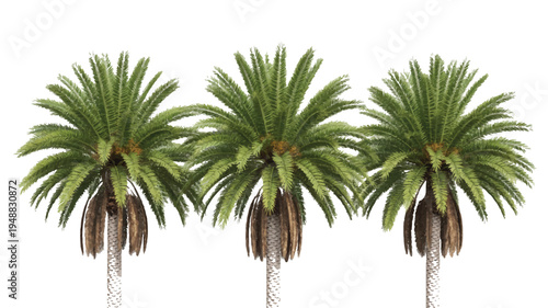 Three vibrant green tropical palm trees standing in a row, a refreshing nature illustration for design projects