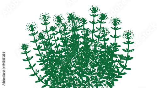 Fresh Green Herb Plant Botanical Vector Illustration with Small Leaves and Tiny Flowers Isolated on White