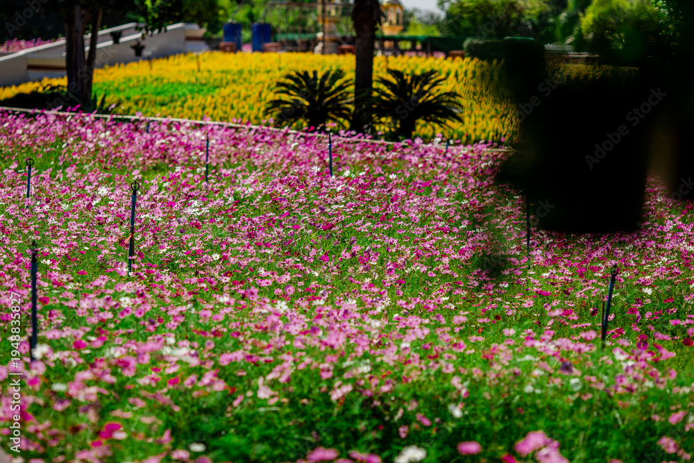Obraz premium Flower background view The colorful colors of tulips (pink, red, white, orange, yellow, green, purple) planted in gardens for the beauty of the spectators, are species that grow in cold weather.