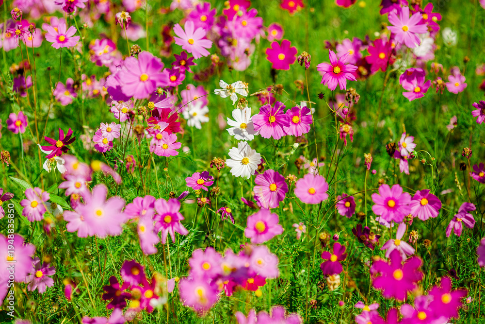 Obraz premium Flower background view The colorful colors of tulips (pink, red, white, orange, yellow, green, purple) planted in gardens for the beauty of the spectators, are species that grow in cold weather.