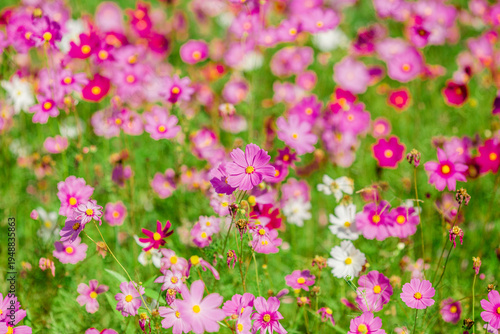 Flower background view The colorful colors of tulips (pink, red, white, orange, yellow, green, purple) planted in gardens for the beauty of the spectators, are species that grow in cold weather.