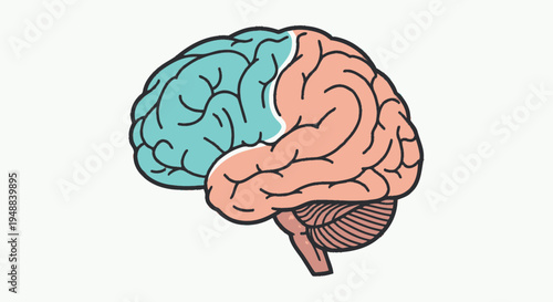 Human Brain Left and Right Hemispheres.