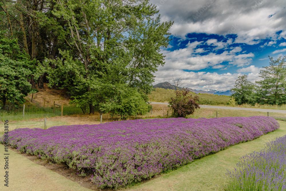 Obraz premium Lavender Field Beside Trees Under Dramatic Sky