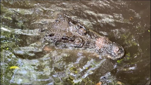 Saltwater crocodile resting in water close up