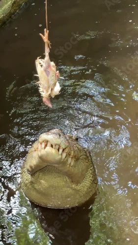 Saltwater crocodile feeding with chicken hanging on rope