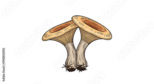 Detailed hand drawn illustration of two edible chanterelle mushrooms with textured caps and stems isolated on plain white background.