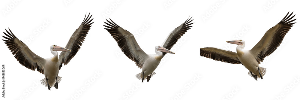 Obraz premium Set of three great white pelicans flying in group isolated on transparent PNG background