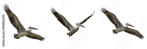 Fényképezés Set of three brown pelicans flying in group isolated on transparent PNG backgrou