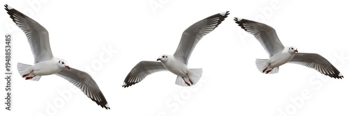 Photography Set of three seagulls flying in group isolated on transparent PNG background