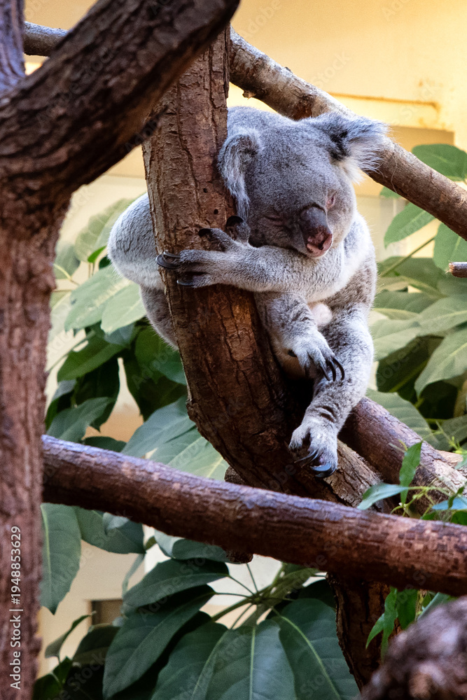 Obraz premium Cute koala sleeping on tree branch in natural environment resting on trunk