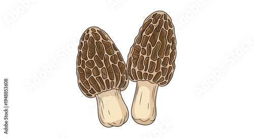 Botanical illustration of two rare morel mushrooms showing their distinctive honeycomb textured caps and pale stems.