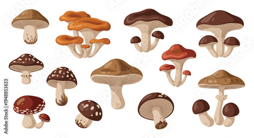 Collection of different wild and edible mushrooms including varieties like shiitake and button on white background.