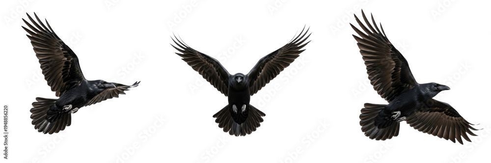 Fototapeta premium Raven in Flight – Majestic Bird, Nature Movement, and Wildlife Action Concept