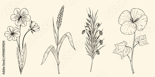 Vintage botanical illustration featuring wildflowers grasses and delicate foliage