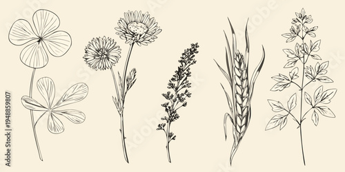 Detailed botanical illustration of various wildflowers and grasses