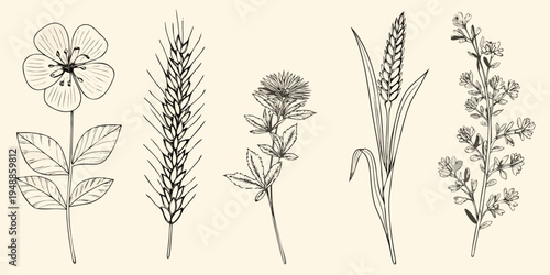 Botanical illustration featuring various grasses wildflowers and cereal crops