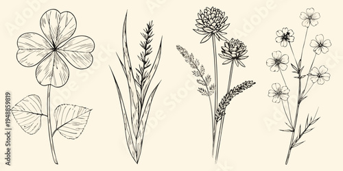 Detailed botanical illustration of various wildflowers and leafy stems