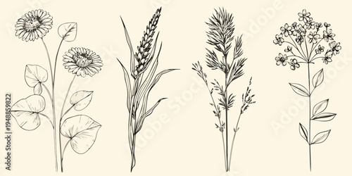 Vintage botanical illustration of various wildflowers and grasses